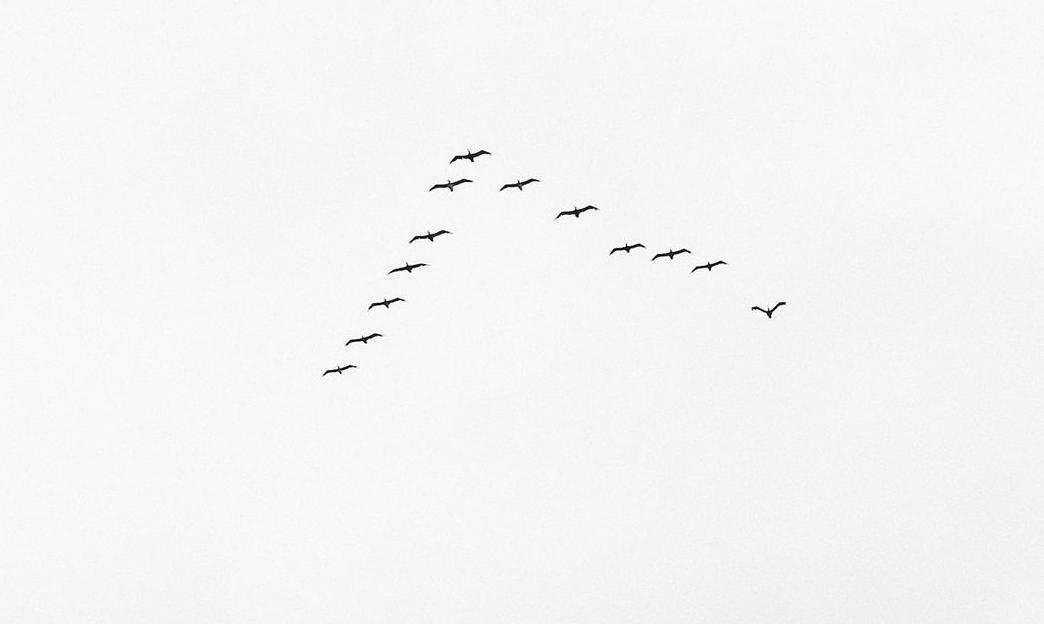 grayscale photo of flying birds