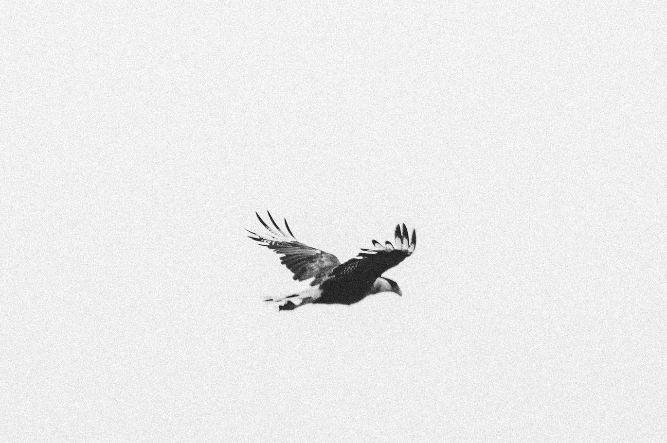 black and white bird flying